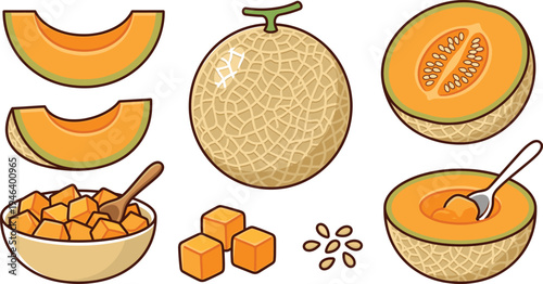 Cantaloupe melon fruit vector illustration set with whole melon, sliced wedges, cubes in bowl and seeds isolated fresh summer fruit