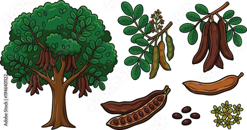 Carob tree and pods vector illustration set with carob fruit, seeds, leaves and blossoms isolated botanical plant elements