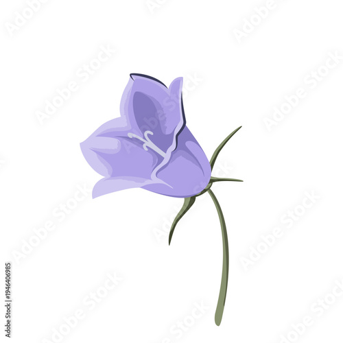 Bellflower on a white background. Wildflower. Vector.

