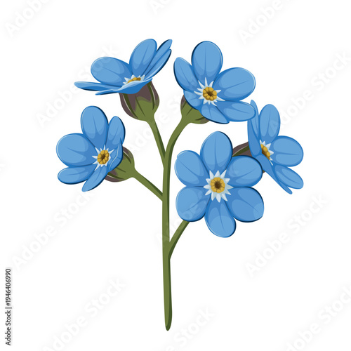 Forget me not flower on a white background. Vector.
