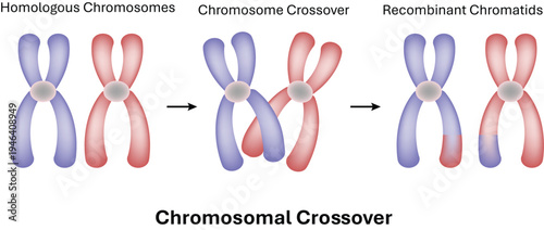 Chromosomal Crossover Science Design Vector Design Illustration Diagram