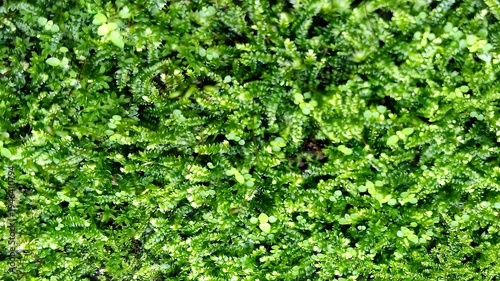 Macro close up of green moss texture showing natural moss detail.