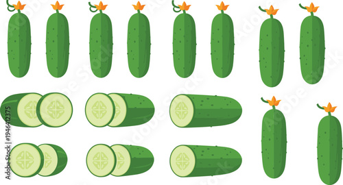 Fresh cucumber vector illustration set with whole cucumbers, sliced cross‑sections, green skin bumps, orange flowers, healthy vegetable food design elements