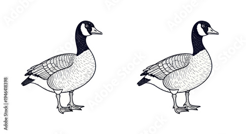 Two Canada Geese Illustrations, Hand Drawn Style, Isolated on White Background