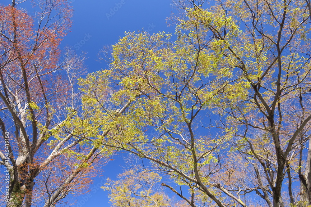 Obraz premium 青春の公園の芽吹きの欅と空