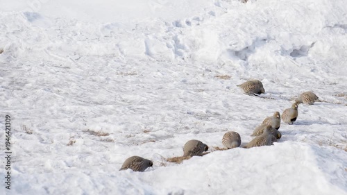 Flock of grey partridge (Perdix perdix) is a bird in the pheasant family Phasianidae looking for food in winter field