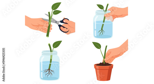 Hands demonstrating plant propagation by cutting a stem, rooting in water, and transplanting to a pot, isolated white background.