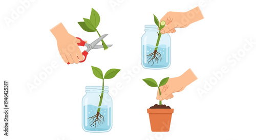 Hands propagating a plant by cutting a stem, rooting it in water, and then planting it in a pot, isolated white background.