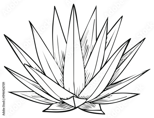 Agave Plant Vector Illustration: Hand-Drawn Botanical Art Line Drawing of Succulent with Sharp Leaves for Coloring Book Designs