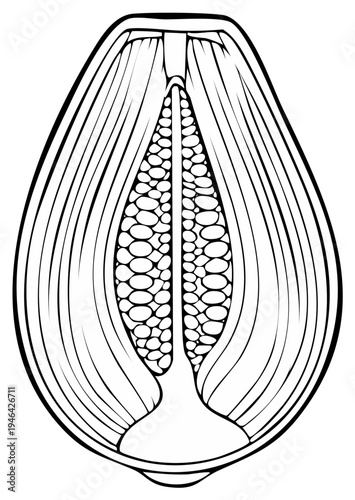 Botanical Illustration of a Cut Open Seed Pod Detailed Line Art, Plant Anatomy, Seed Structure in Black and White