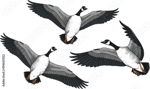 Flying Canada geese illustration set with wings spread in different positions, wildlife bird collection isolated on light background for nature migration design