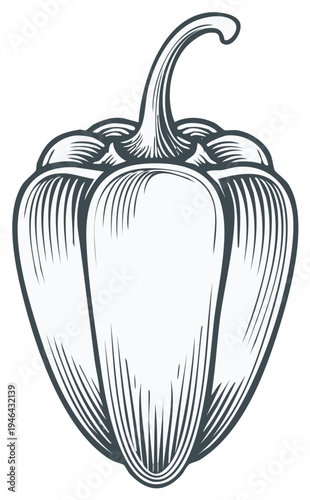 Engraved vector illustration of bell pepper isolated on white background.