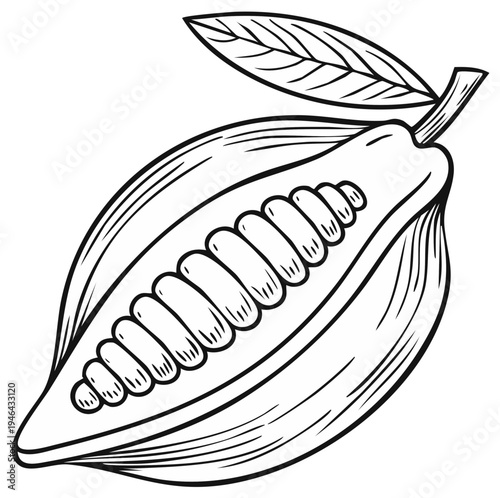 Cocoa bean illustration, sketch of opened pod with seeds and leaf, single vector image for prints and design