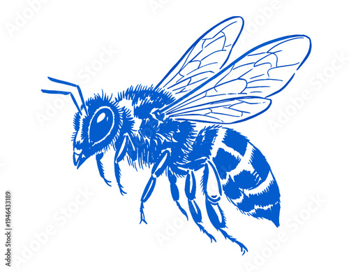 blue bee illustration, insect, honeybee, doodle, sketch, graphic, line art, bug, nature, ecology, pollinator, summer, spring, garden, apis mellifera, drawing, design element