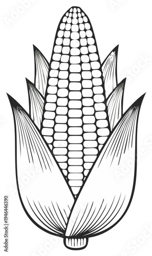 Corn on the cob engraving style drawing of Maize or Indian corn vegetable plant