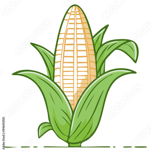 Illustration of corn on the cob with green husk, farm food crop, cartoon food design
