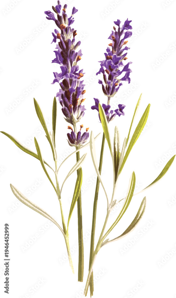 Obraz premium Lavender Flowers Illustration