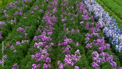 Aerial View of Colorful Flower Farm with Blooming Plants
