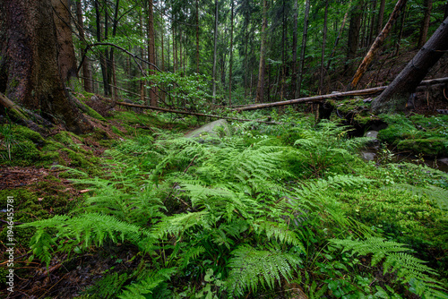 Wallpaper Mural Beautiful green forest landscape with ferns Torontodigital.ca