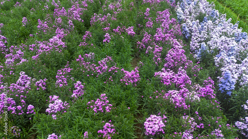 Aerial View of Colorful Flower Farm with Blooming Plants