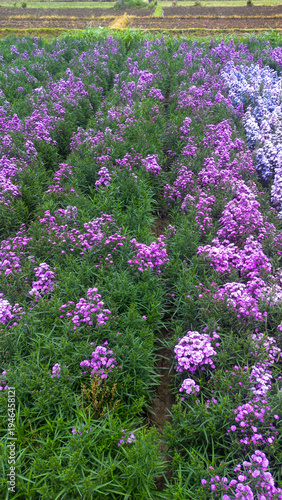 Aerial View of Colorful Flower Farm with Blooming Plants