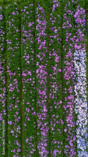 Aerial View of Colorful Flower Farm with Blooming Plants