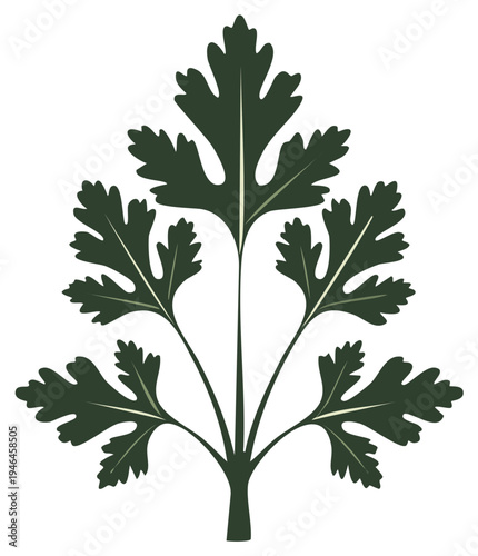 Stylized dark green parsley leaf illustration on white background
