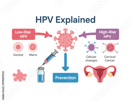 A medical illustration explaining HPV, including low-risk and high-risk types, prevention, and related health issues on transparent background