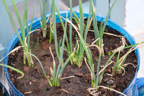 green onions growing in round container filled with soil on balcony today