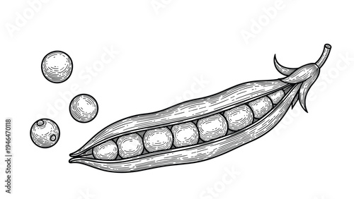 Detailed vintage engraving illustration of an open pea pod with peas inside and some scattered outside, depicting fresh vegetables.
