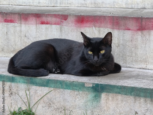 Black Cat Resting on Concrete Stairs Outdoors, Street Cat with Yellow Eyes.