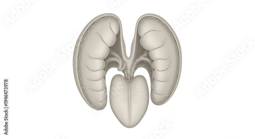 The image depicts an organ resembling human kidneys and a bladder via ImageFX Auto process on a white background