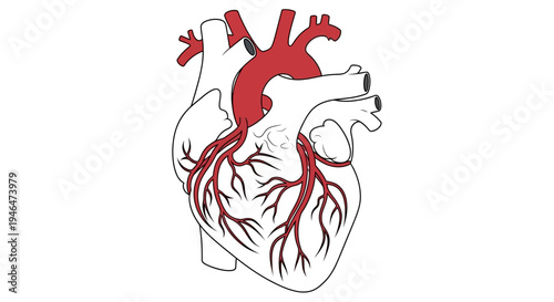 The human heart with arteries and veins is illustrated in a medical diagram via RJ ImageFX Auto.eps