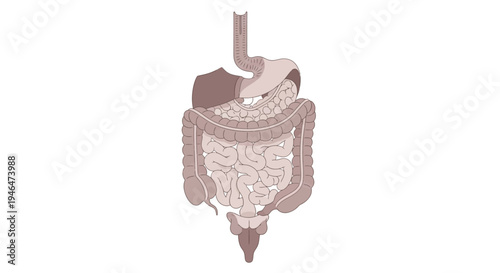 The human digestive system illustrated in detail with organs and intestines visible