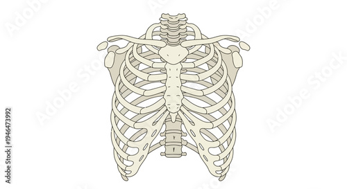 A detailed illustration of a human ribcage and lungs in a medical context via RJ ImageFX Auto.