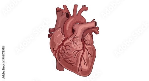 The image depicts a detailed human heart model in a medical setting with a focus on anatomy.