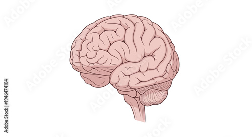 A detailed illustration of a human brain with visible folds and contours.