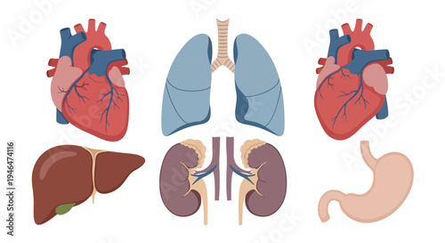 Anatomical illustration of human organs including heart, lungs, liver, kidneys, and stomach in medical context via ImageFX