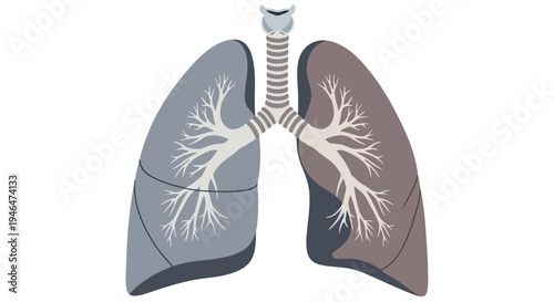 Anatomical illustration of human lungs with trachea and bronchi in medical context via RJ ImageFX Auto
