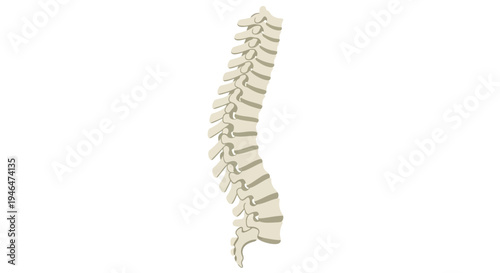 A detailed illustration of a human spine model showcases anatomy in a medical setting with precision and clarity via RJ ImageFX Auto.