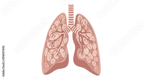 Anatomical illustration of human lungs with trachea and bronchi, showcasing internal air sacs and vessels in a detailed medical graphic.