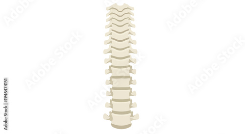 The image shows a detailed illustration of a spine model used for educational purposes in a medical setting with a focus on anatomy.