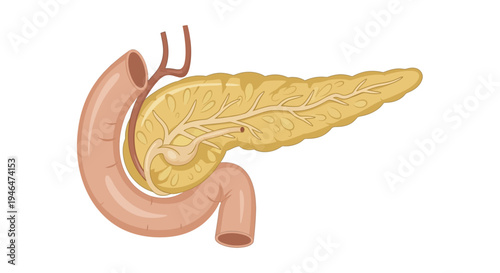 The human digestive system shows the stomach, small intestine, and pancreas in a detailed medical illustration.
