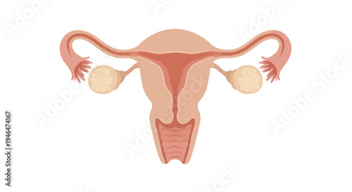 The image depicts a detailed illustration of the human female reproductive system including uterus fallopian tubes and ovaries in a medical context