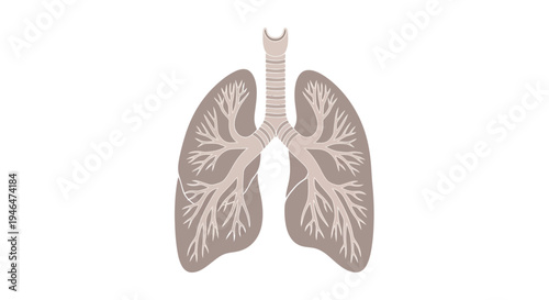 A medical illustration of human lungs and trachea displayed in a detailed anatomical drawing from a front view perspective.