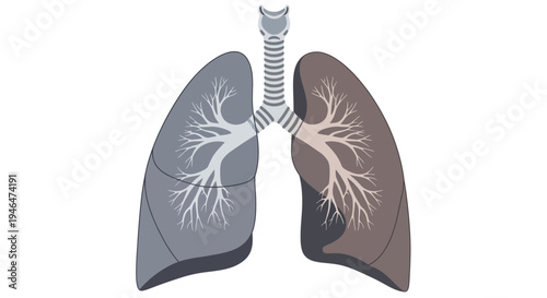 Anatomical illustration of human lungs with trachea and bronchi in detailed medical educational graphic