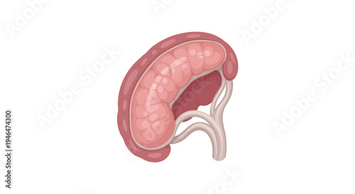 Illustration of a human brain with its cerebral cortex and limbic system on display via RJ ImageFX Auto