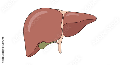 The liver and gallbladder are prominently displayed in a detailed illustration of human internal organs.