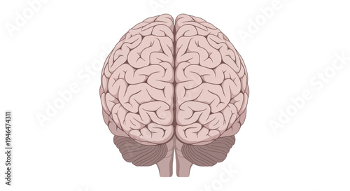 The detailed illustration of a human brain viewed from the back showcases its complex structure and intricate neural network.