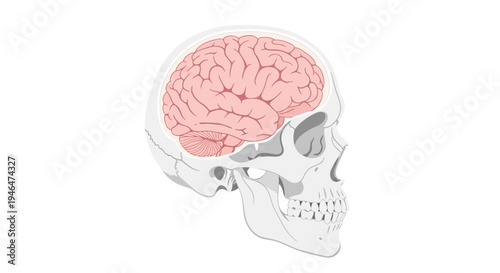 Anatomical illustration of a human skull with a detailed pink brain in profile view.